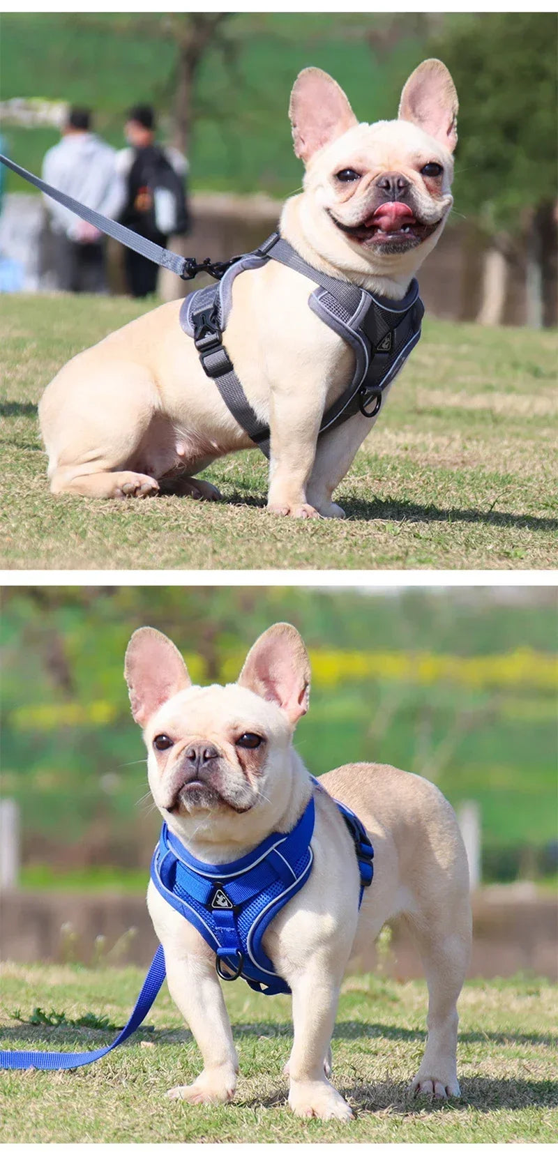 Reflective No Pull Harness & Leash Set for Dogs and Cats - Mystery Paw