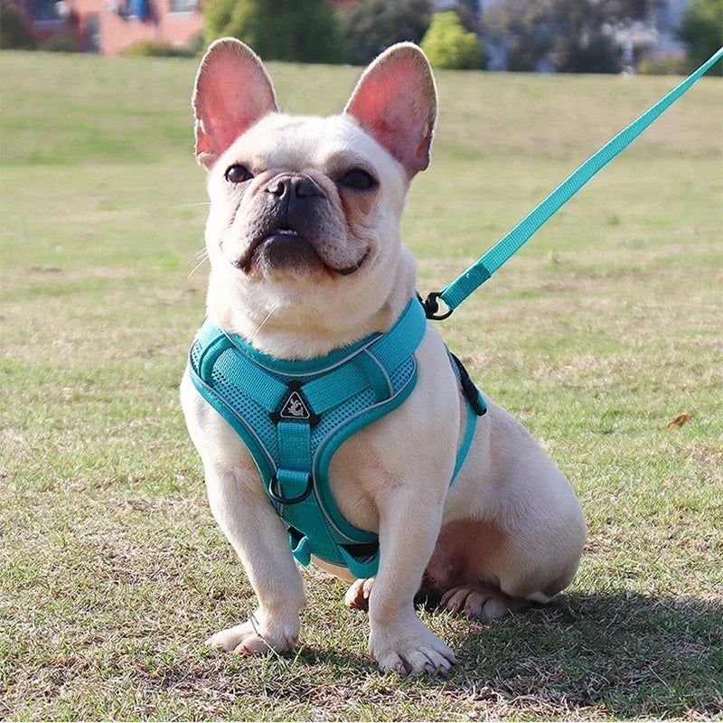 Reflective No Pull Harness & Leash Set for Dogs and Cats - Mystery Paw