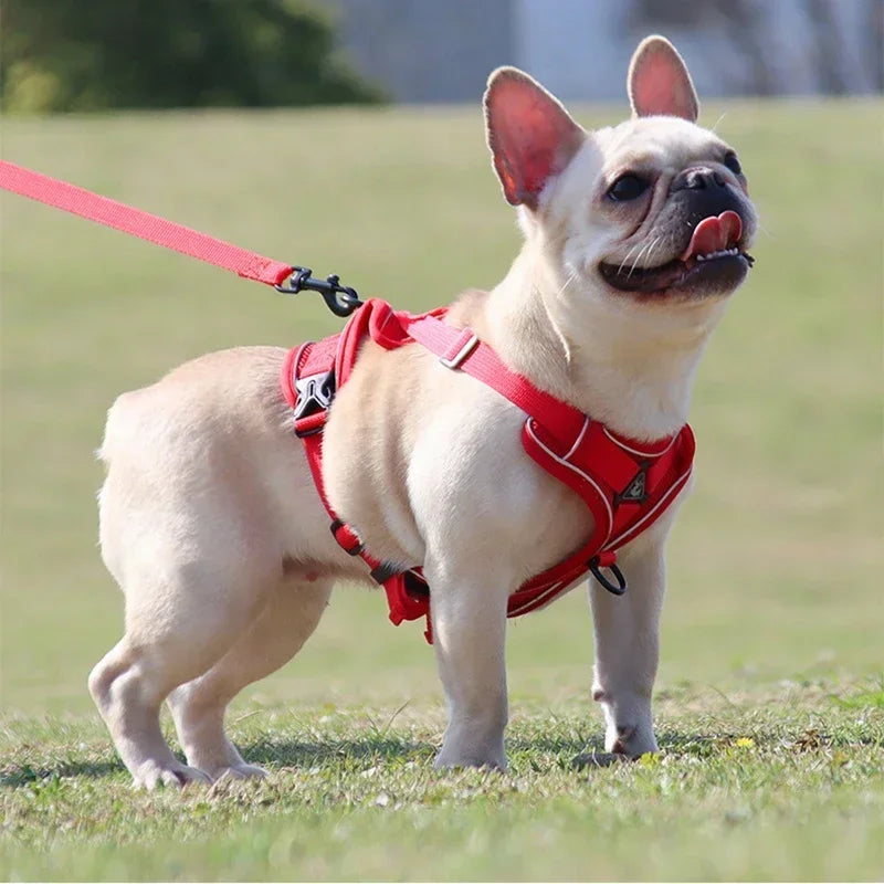 Reflective No Pull Harness & Leash Set for Dogs and Cats - Mystery Paw