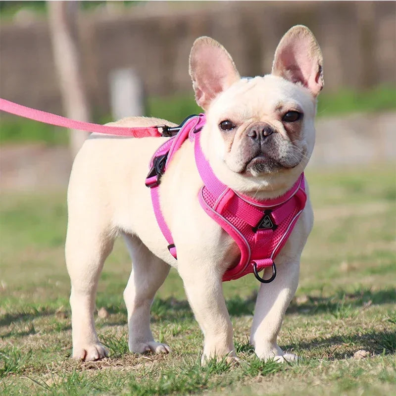 Reflective No Pull Harness & Leash Set for Dogs and Cats - Mystery Paw