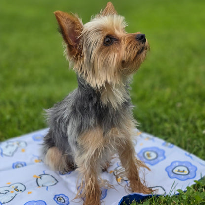 Small dog standing on its hind legs on a grassy area with a patterned blanket.