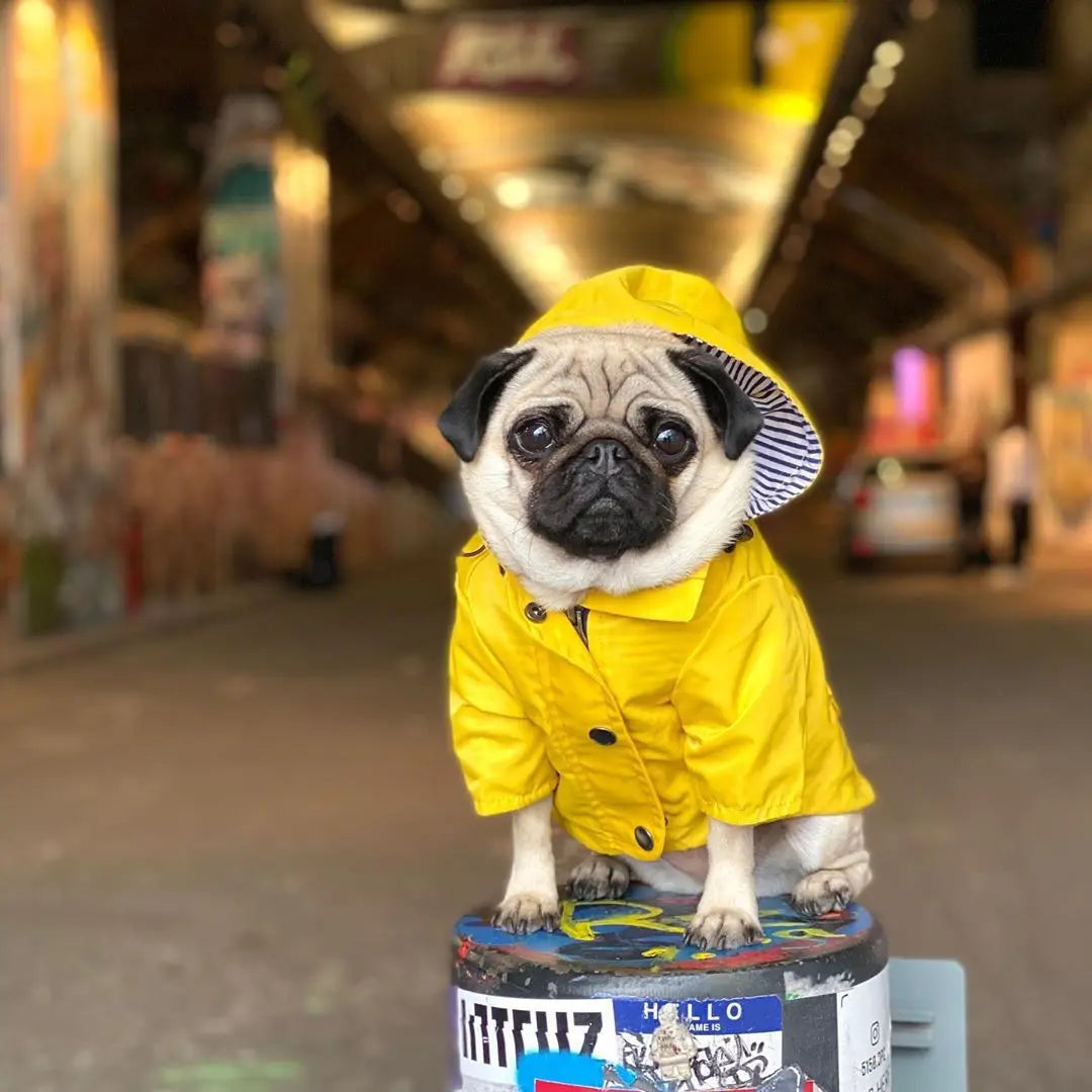 Waterproof Sport Dog Hoodie - Adventure Ready!