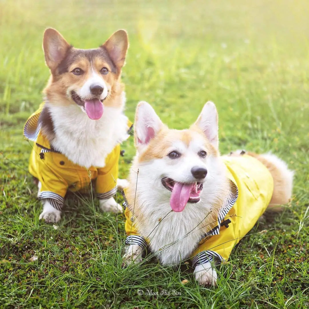 Waterproof Sport Dog Hoodie - Adventure Ready!