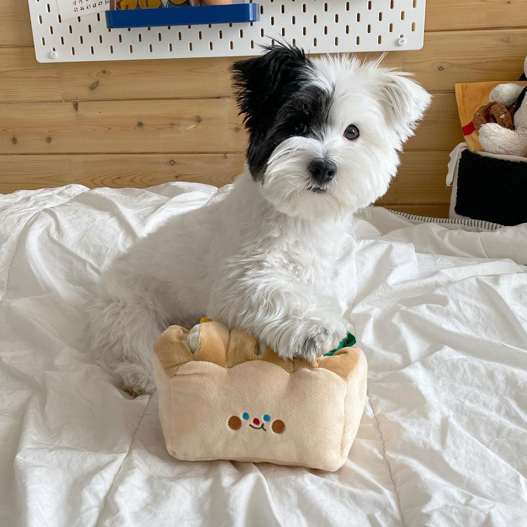 Mystery Paw Interactive Bread Toast Dog Chew Toy