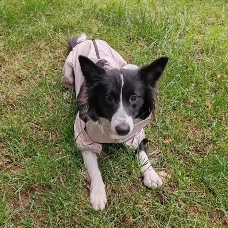 Ultimate Waterproof Dog Jacket - Perfect for Large Breeds