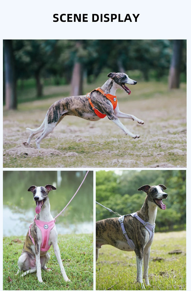 Mystery Paw No-Pull Reflective Dog Harness Vest