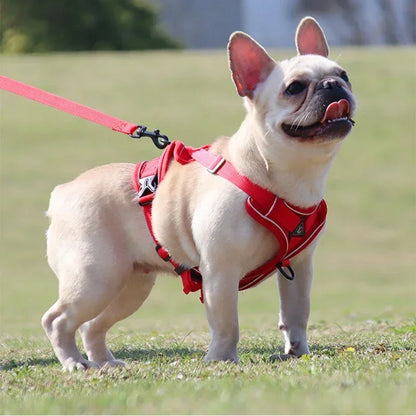 Reflective No Pull Harness & Leash Set for Dogs and Cats - Mystery Paw