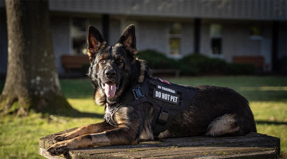 PETRAVEL Adjustable Military Grade Vest Dog Harness