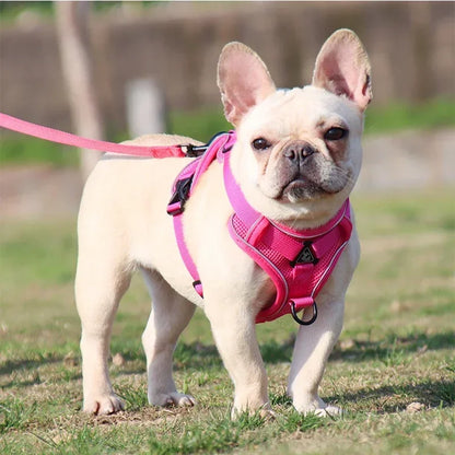 Reflective No Pull Harness & Leash Set for Dogs and Cats - Mystery Paw